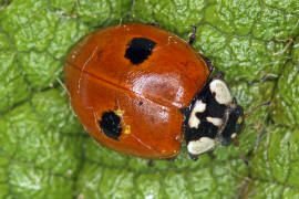 Adalia bipunctata / Zweipunkt-Marienkäfer / Marienkäfer - Coccinellidae - Coccinellinae