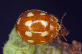 Calvia decemguttata / Zehnfleckiger Marienkäfer / Marienkäfer - Coccinellidae - Coccinellinae