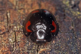 Exochomus quadripustulatus / Vierfleckiger Kugel-Marienkäfer / Marienkäfer - Coccinellidae - Chilocorinae