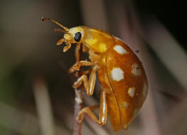 Halyzia sedecimguttata / Sechzehnfleckiger Pilz-Marienkäfer / Marienkäfer - Coccinellidae - Coccinellinae