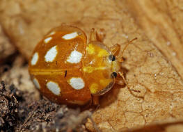 Halyzia sedecimguttata / Sechzehnfleckiger Pilz-Marienkäfer / Marienkäfer - Coccinellidae - Coccinellinae