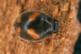 Nephus quadrimaculatus / Vierfleckiger Zwergmarienkäfer / Marienkäfer - Coccinellidae - Scymninae