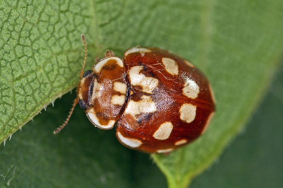Myrrha octodecimguttata / Achtzehnfleckiger Marienkäfer / Kiefernwipfel-Marienkäfer / Marienkäfer - Coccinellidae - Coccinellinae