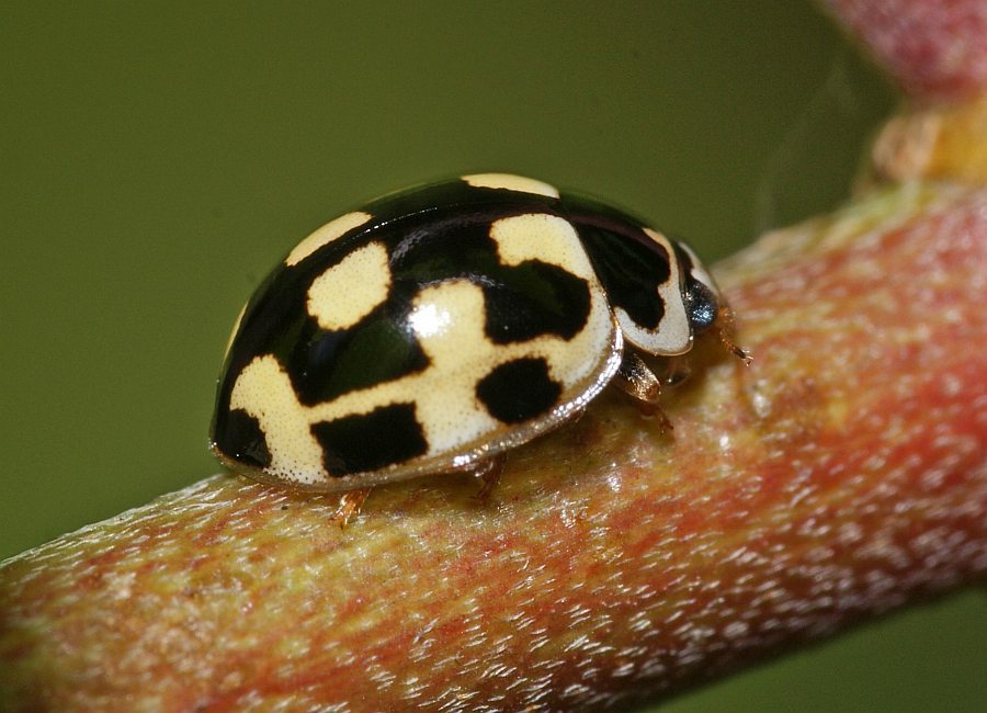 Propylea quatuordecimpunctata / Vierzehnpunkt Marienkäfer / Marienkäfer - Coccinellidae - Coccinellinae