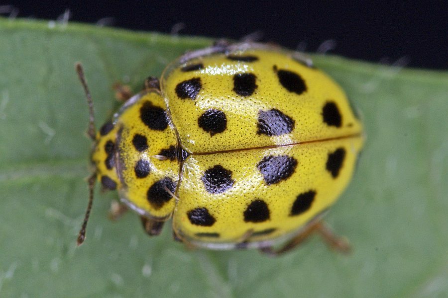 Psyllobora vigintiduopunctata / Zweiundzwanzigpunkt-Marienkäfer / Marienkäfer - Coccinellidae - Coccinellinae