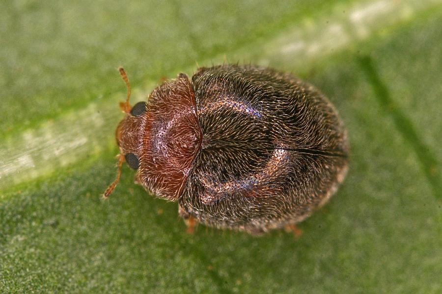 Rhyzobius lophanthae / Australischer Schildlaus-Marienkäfer / Marienkäfer - Coccinellidae - Coccidulinae