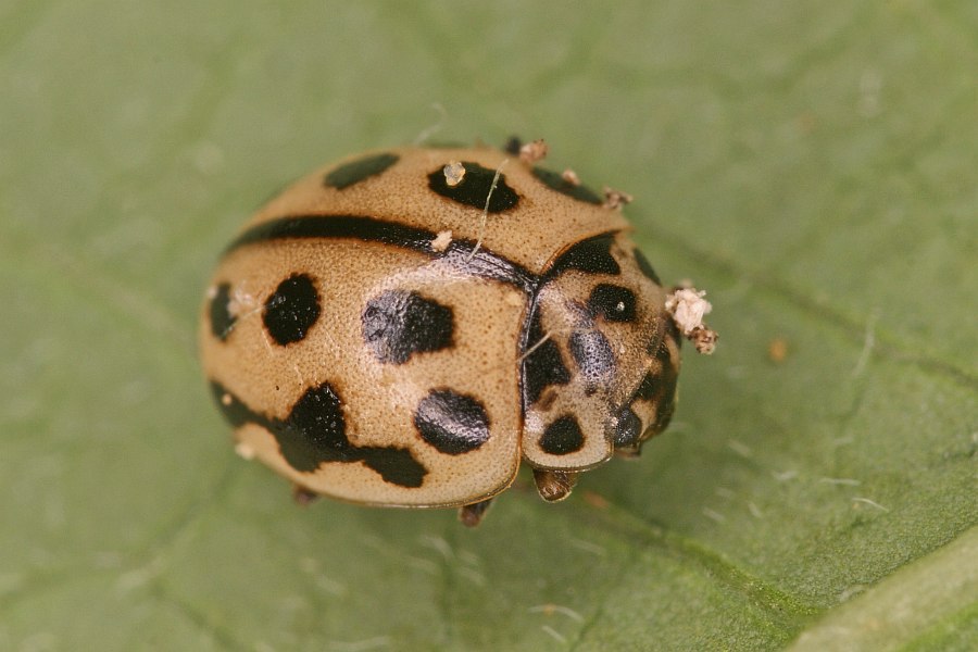 Tytthaspis sedecimpunctata / Sechzehnpunkt-Marienkäfer / Marienkäfer - Coccinellidae - Coccinellinae