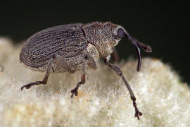 Ceutorhynchus obstrictus / Rapsschotenrüssler / Rüsselkäfer - Curculionidae - Ceutorhynchinae