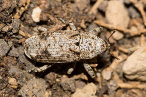 Gasterocercus depressirostris / Plattnasen-Holzrssler / Rsselkfer - Curculionidae - Cryptorhynchinae