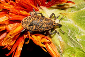 Larinus planus / Lnglicher Distelrssler / Rsselkfer - Curculionidae - Lixinae