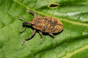 Larinus planus / Lnglicher Distelrssler / Rsselkfer - Curculionidae - Lixinae