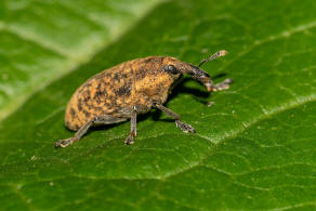 Larinus planus / Lnglicher Distelrssler / Rsselkfer - Curculionidae - Lixinae