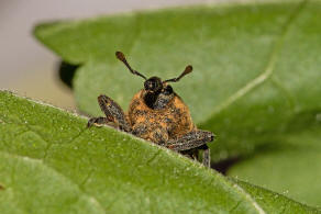 Larinus planus / Lnglicher Distelrssler / Rsselkfer - Curculionidae - Lixinae