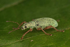 Polydrusus impressifrons / Mattgrner Glanzrssler / Rsselkfer - Curculionidae - Entiminae