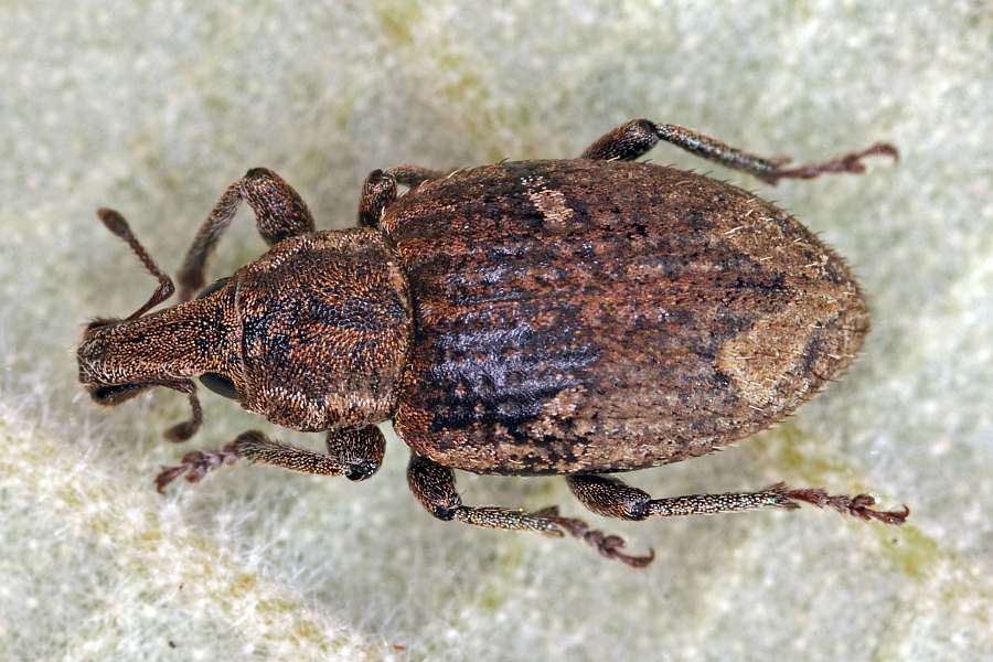 Graptus triguttatus (syn. Alophus triguttatus) / Gewöhnlicher Dreimakelrüssler / Rüsselkäfer - Curculionidae - Entiminae