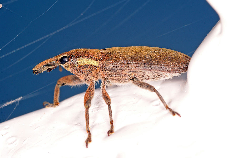Lixus vilis / Reiherschnabel-Stängelrüssler / Rüsselkäfer - Curculionidae - Cleonidae