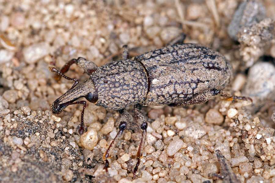 Mitoplinthus caliginosus / Wurzelstockrüssler / Rüsselkäfer - Curculionidae - Molytinae