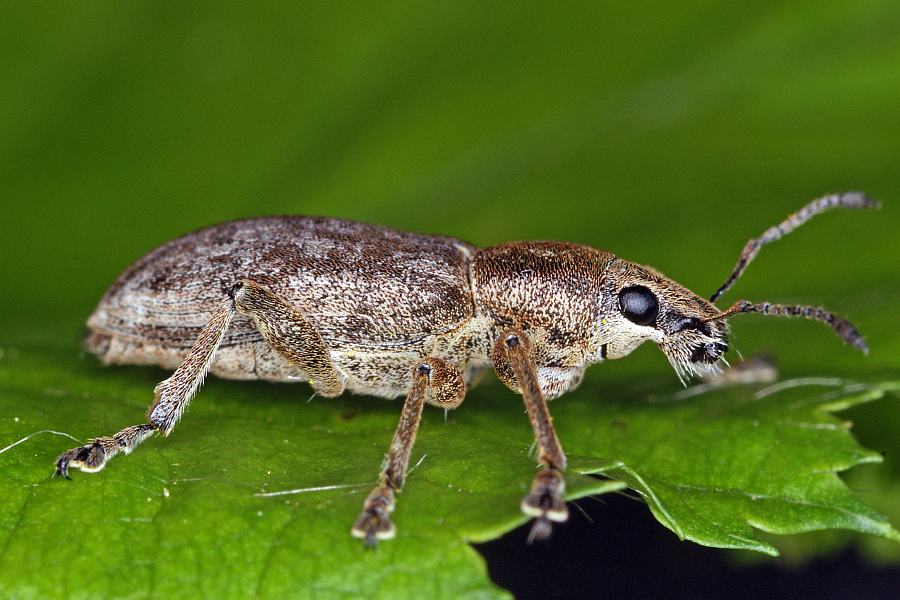 Sitona griseus / Großer Grauer Blattrandrüssler / Rüsselkäfer - Curculionidae - Brachyderinae