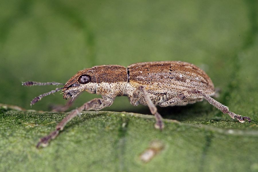 Sitona (Charagmus) intermedius / Hufeisenklee-Blattrandrüssler / Rüsselkäfer - Curculionidae - Brachyderinae