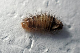 Anthrenus verbasci / Wollkrautbltenkfer / Speckkfer - Dermestidae
