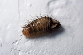 Anthrenus verbasci / Wollkrautbltenkfer / Speckkfer - Dermestidae