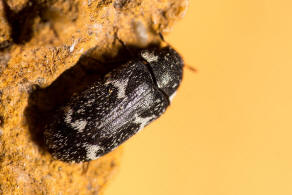 Megatoma undata / Gewellter Speckkfer / Speckkfer - Dermestidae