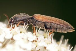 Agriotes ustulatus / Rauchiger Schnellkfer / Schnellkfer - Elateridae - Agriotinae