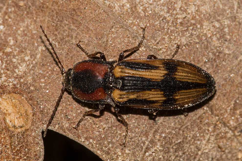 Selatosomus cruciatus / Kreuzschnellkäfer / Schnellkäfer - Elateridae - Ctenicerinae