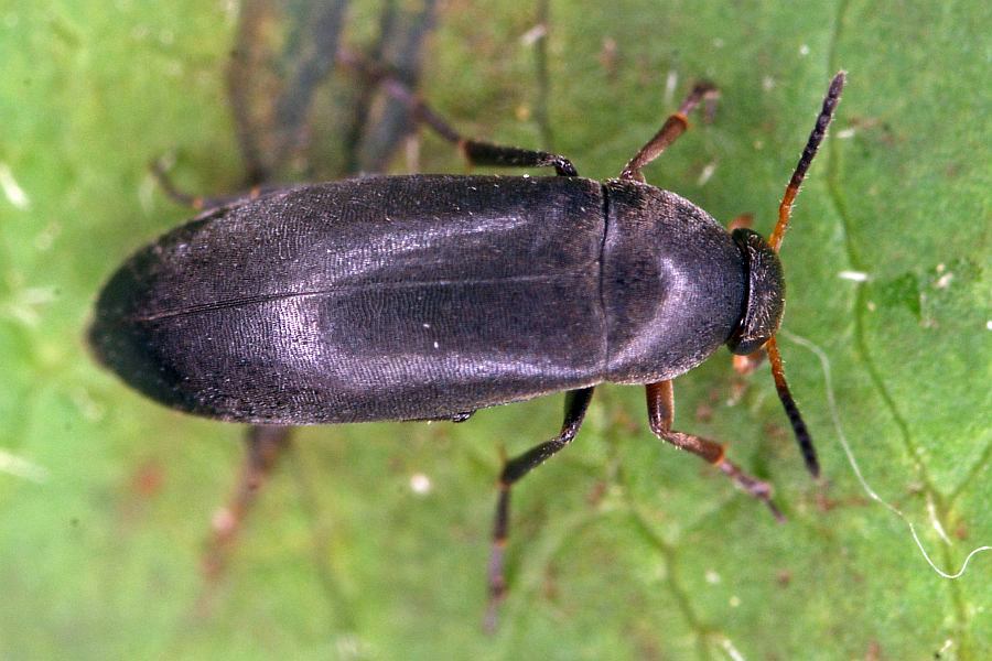 Anaspis frontalis / Rotstirniger Scheinstachelkäfer / Scheinstachelkäfer (Seidenkäfer) - Scraptiidae