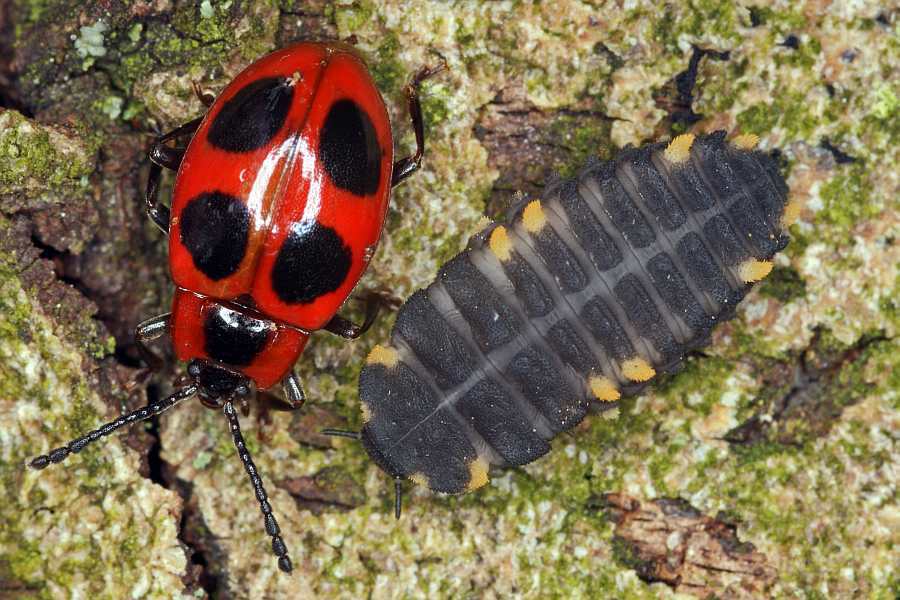 Endomychus coccineus / Scharlachroter Stäublingskäfer (Larve und Imago)/ Stäublingskäfer - Endomychidae