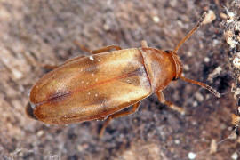 Anaspis maculata / Gefleckter Scheinstachelkäfer / Scheinstachelkäfer (Seidenkäfer) - Scraptiidae