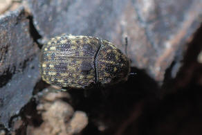 Brachytarsus nebulosus / Schildlaus-Breitrüssler / Breitrüssler - Anthribidae
