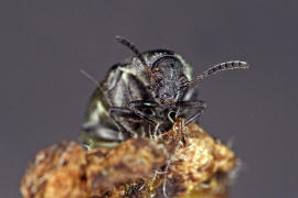 Bruchidius villosus / Ginster-Samenkäfer / Samenkäfer - Bruchidae