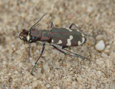 Cicindela hybrida / Dnen-Sandlaufkfer / Brauner Sandlufer / Kupferfarbener Sandlaufkfer / Laufkfer - Carabidae / Sandlaufkfer - Cicindelinae