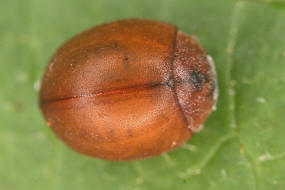 Cynegetis impunctata / Gras-Marienkäfer / Marienkäfer - Coccinellidae - Coccinellinae