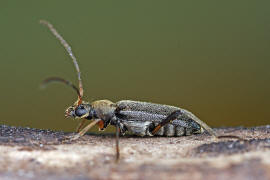 Grammoptera ruficornis / Rothörniger Blütenbock / Bockkäfer - Cerambycidae - Schmalböcke - Lepturinae