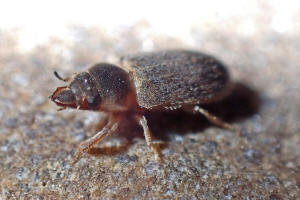 Heterocerus fenestratus (Thunberg, 1784) / Sgekfer - Heteroceridae