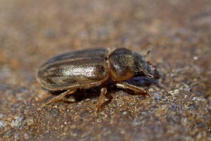 Heterocerus fenestratus (Thunberg, 1784) / Sgekfer - Heteroceridae