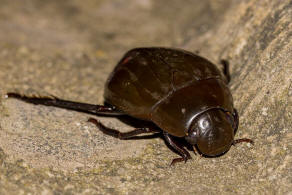 Hydrophilus piceus / Groer Kolbenwasserkfer / Wasserfreunde - Hydrophilidae - Hydrophilinae