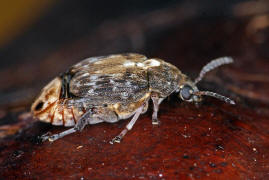 Megabruchidius dorsalis / Asiatischer Gleditschien Samenkäfer / Samenkäfer - Bruchidae
