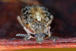 Megabruchidius dorsalis / Asiatischer Gleditschien Samenkäfer / Samenkäfer - Bruchidae