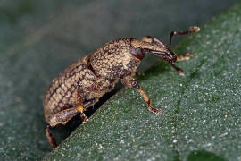 Mitoplinthus caliginosus / Wurzelstockrüssler / Rüsselkäfer - Curculionidae - Molytinae