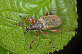 Phyllobius glaucus / Gespornter Blattrüssler (syn. Phyllobius calcaratus) / Rüsselkäfer - Curculionidae - Otiorhynchinae