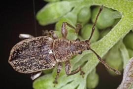 Phyllobius pyri / Birnen-Grünrüssler / Rüsselkäfer - Curculionidae - Otiorhynchinae