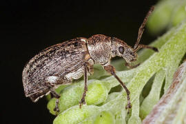 Phyllobius pyri / Birnen-Grünrüssler / Rüsselkäfer - Curculionidae - Otiorhynchinae