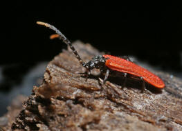 Platycis minutus / Kleiner Rotdeckenkfer / Rotdeckenkfer - Lycidae