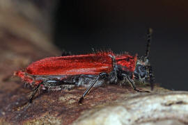 Pyrrhidium sanguineum / Rothaarbock / Bockkäfer - Cerambycidae