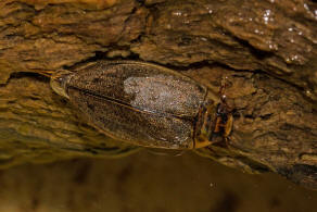 Rhantus suturalis / Punktierter Tauchschwimmer / Schwimmkäfer - Dytiscidae