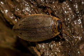 Rhantus suturalis / Punktierter Tauchschwimmer / Schwimmkäfer - Dytiscidae