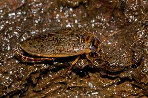 Rhantus suturalis / Punktierter Tauchschwimmer / Schwimmkäfer - Dytiscidae